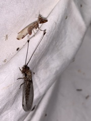 Ululodes macleayanus