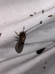 Ululodes macleayanus