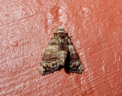 Chlumetia transversa