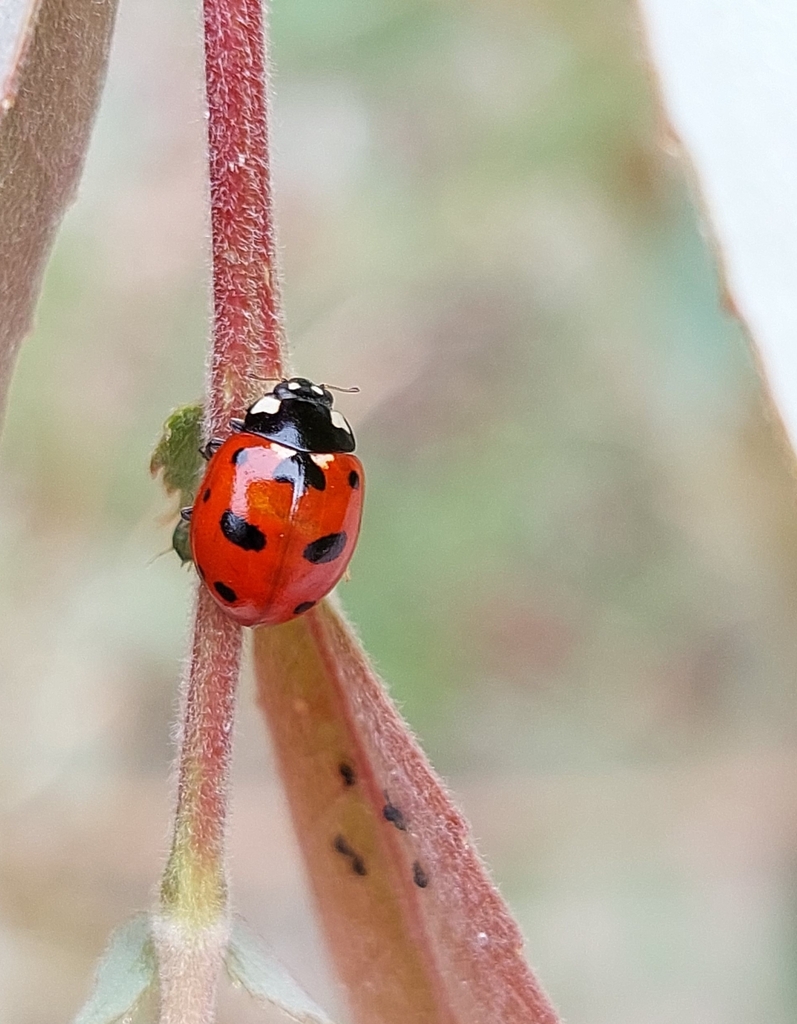Coccinella magnopunctata