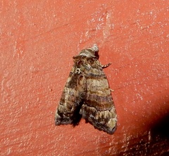 Chlumetia transversa