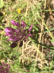 Allium aucheri