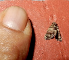 Chlumetia transversa