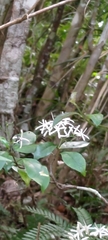 Tarenna gracilipes