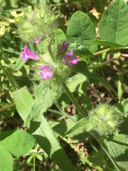 Clinopodium graveolens