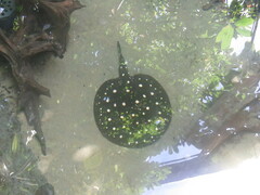 Potamotrygon leopoldi