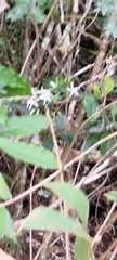 Tarenna gracilipes