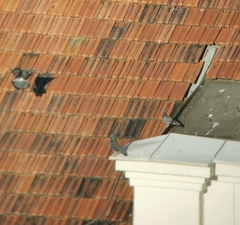 Columba livia domestica