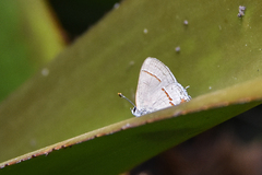 Rubroserrata mathewi