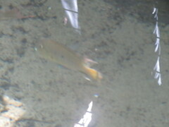 Geophagus