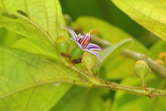 Lycianthes sanctaeclarae