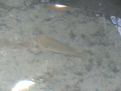 Geophagus
