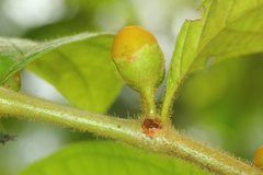 Lycianthes sanctaeclarae