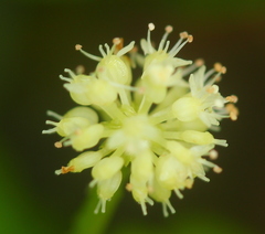 Hydrocotyle leucocephala