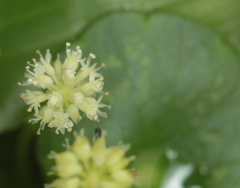 Hydrocotyle leucocephala