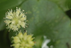 Hydrocotyle leucocephala