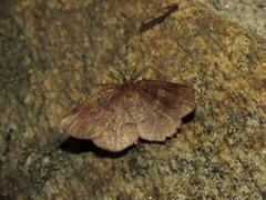 Metarranthis angularia