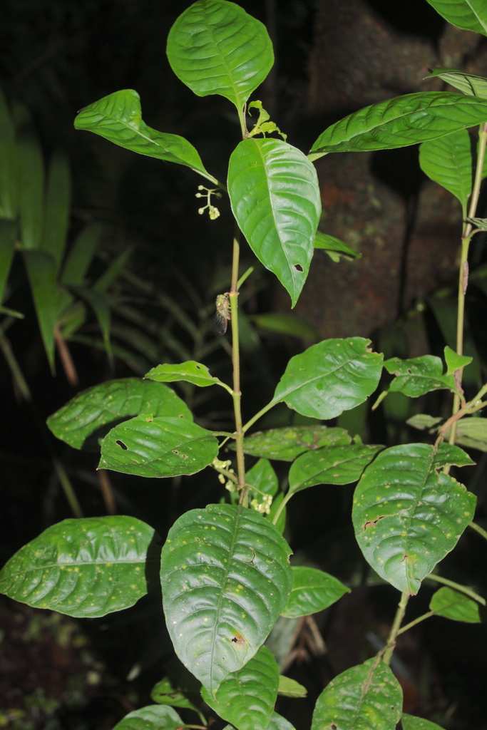 Hoffmannia laxa