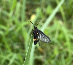 Psichotoe duvaucelii