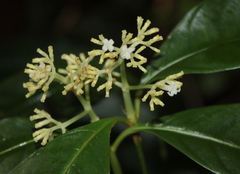 Palicourea valeriana