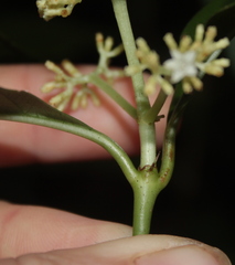Palicourea valeriana