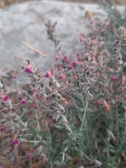 Teucrium marum
