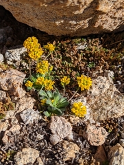 Draba lemmonii