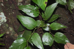 Piper tuberculatum