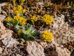 Draba lemmonii