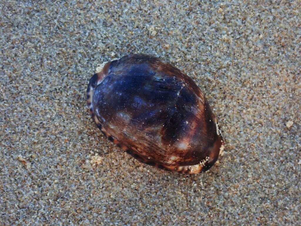 Arabian Cowry from Bundagen NSW 2454, Australia on June 21, 2022 at 08: ...