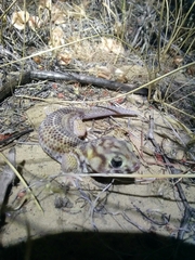 Teratoscincus scincus