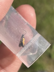 Chrysoclista linneella