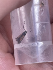 Chrysoclista linneella