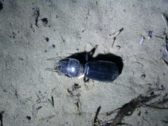 Scarites bucida