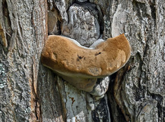 Phellinus igniarius igniarius
