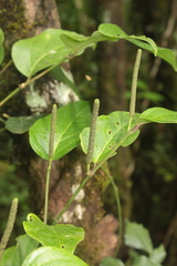Piper ellipticolanceolatum