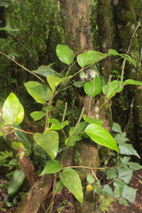 Piper ellipticolanceolatum