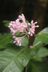 Ardisia opegrapha