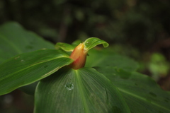 Costus montanus