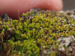 Takakia ceratophylla