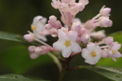 Ardisia opegrapha