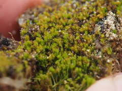Takakia ceratophylla