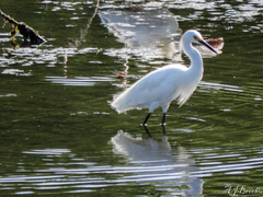 Egretta thula thula