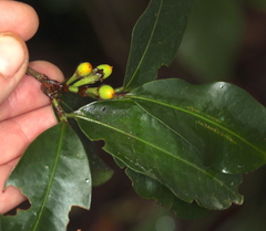 Erythroxylum macrophyllum