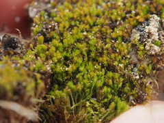 Takakia ceratophylla