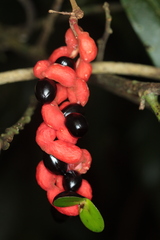Cojoba costaricensis