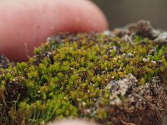 Takakia ceratophylla