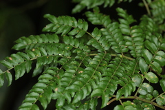 Cojoba costaricensis
