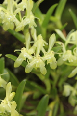 Epidendrum firmum