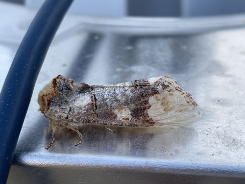 faléra dubová (Phalera bucephaloides)